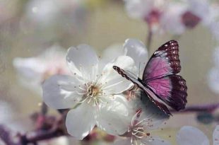 بطاقات الصباح والمساء - مع بداية الصباح